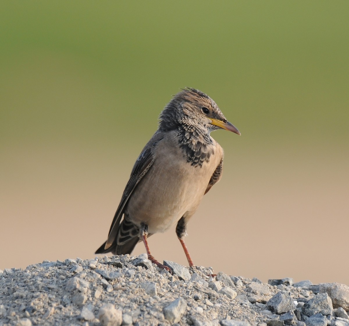 Rosy Starling - ML643817978