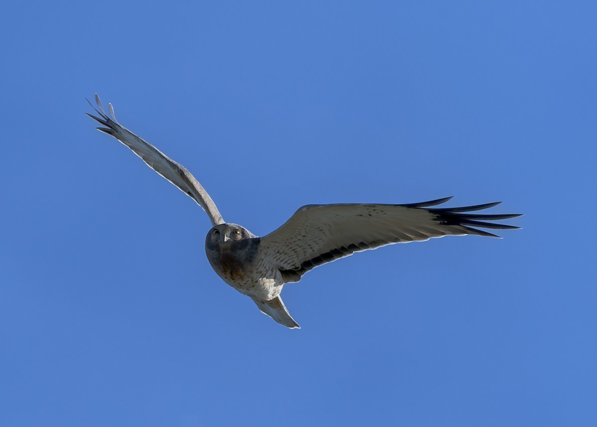 Northern Harrier - ML643817979