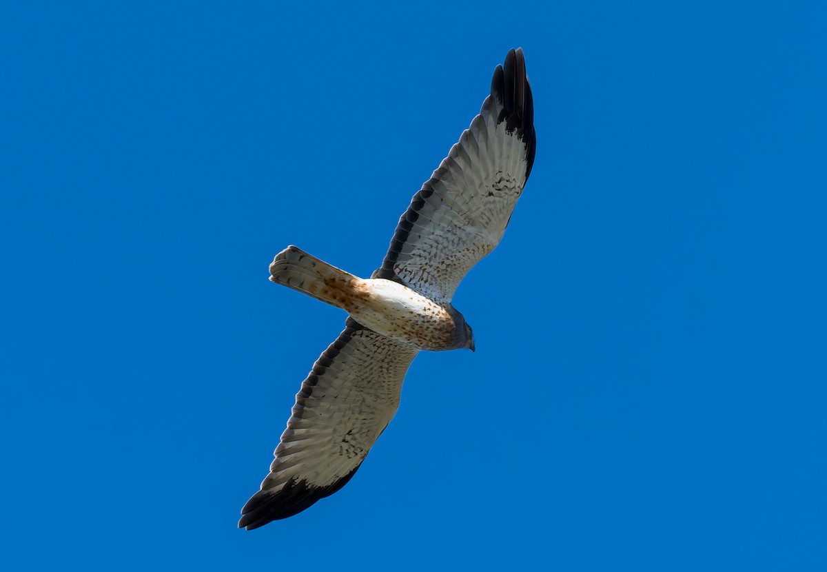 Northern Harrier - ML643817987