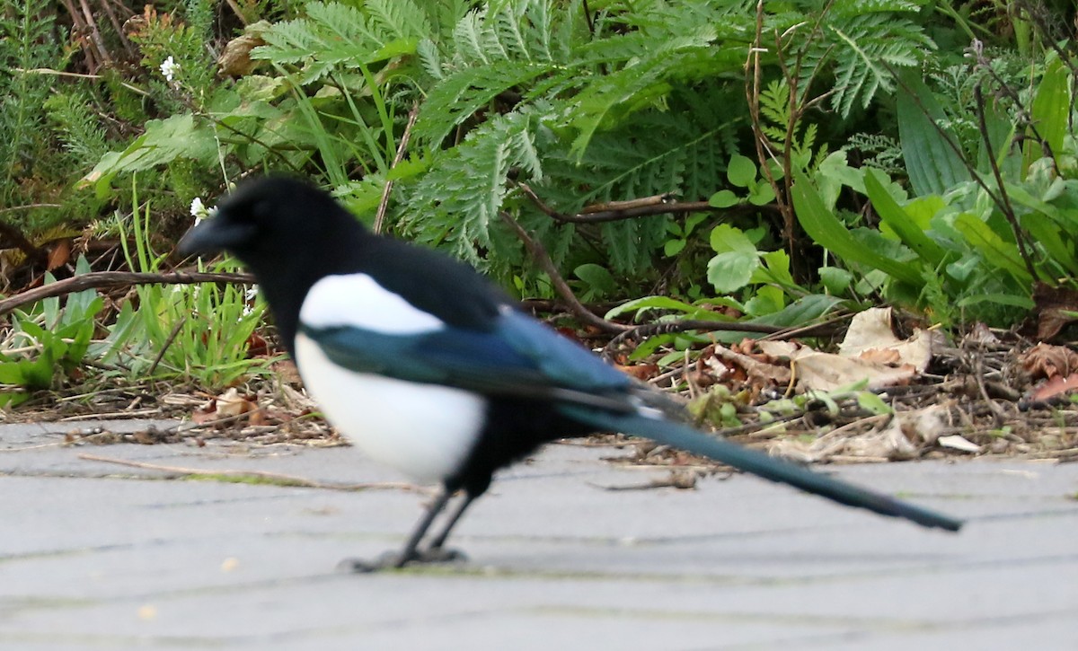Eurasian Magpie - ML643817991