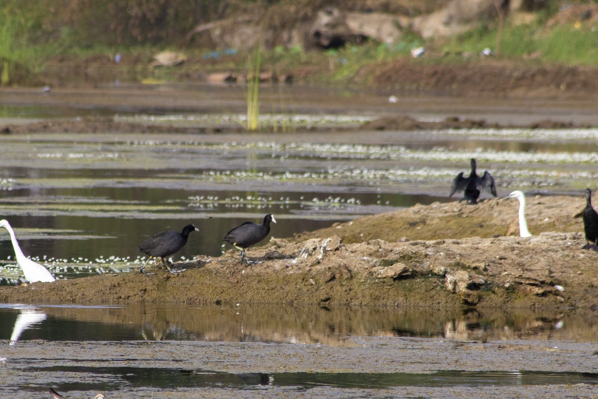 Eurasian Coot - ML643817998