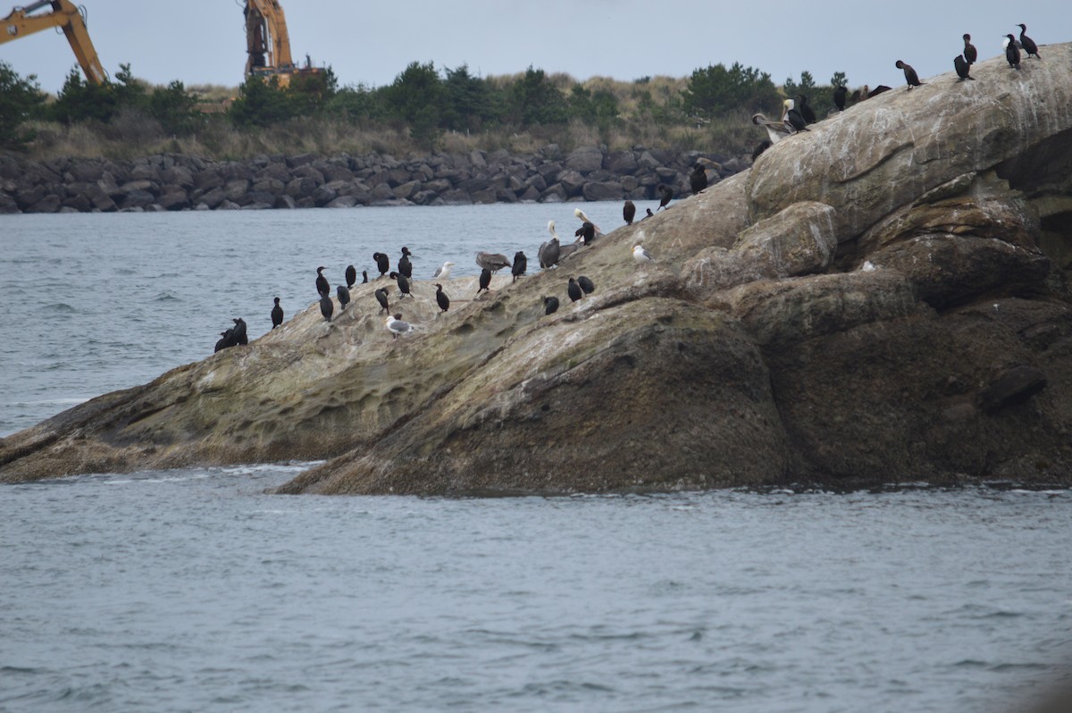 Pelagic Cormorant - ML643818001