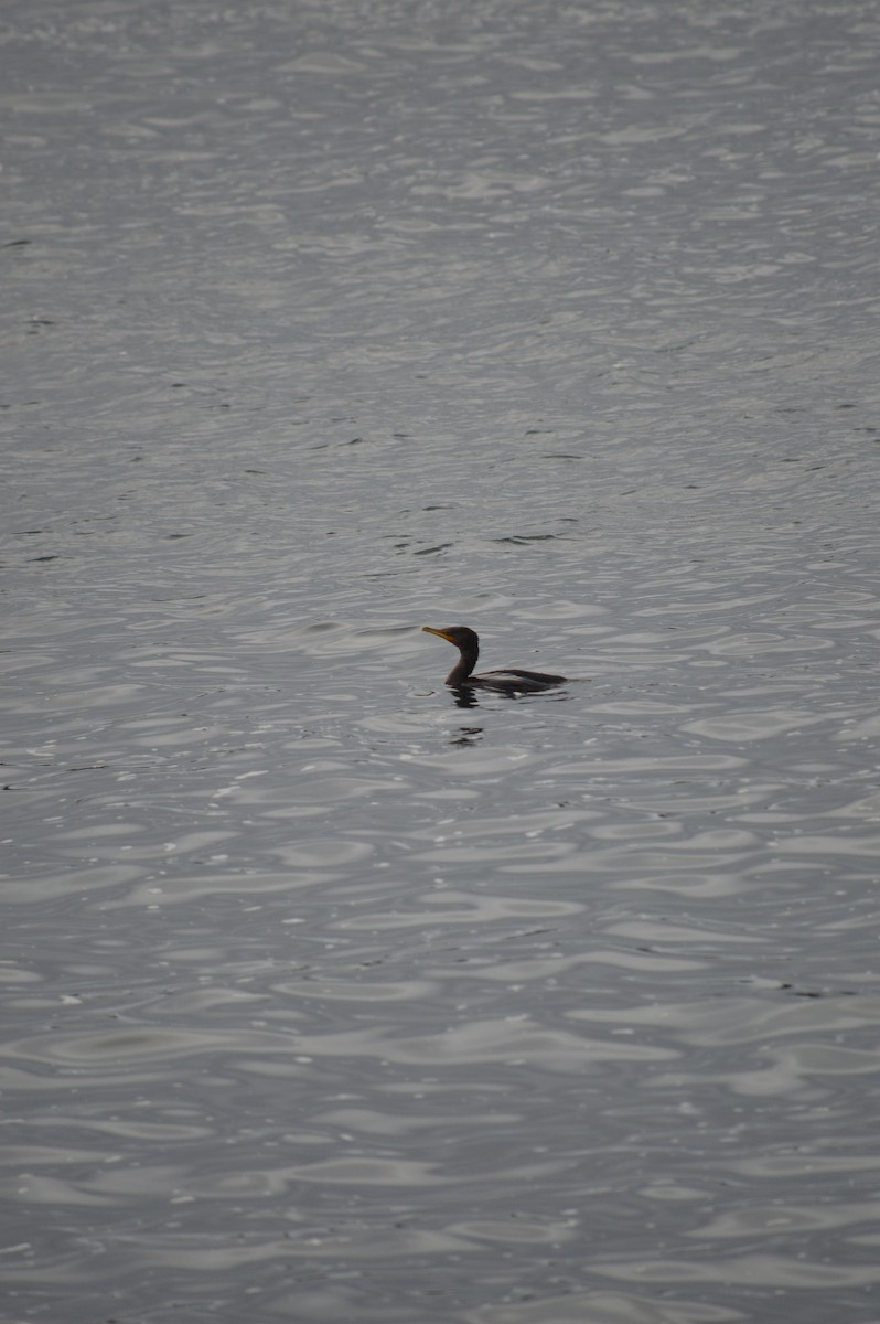 Double-crested Cormorant - ML643818005