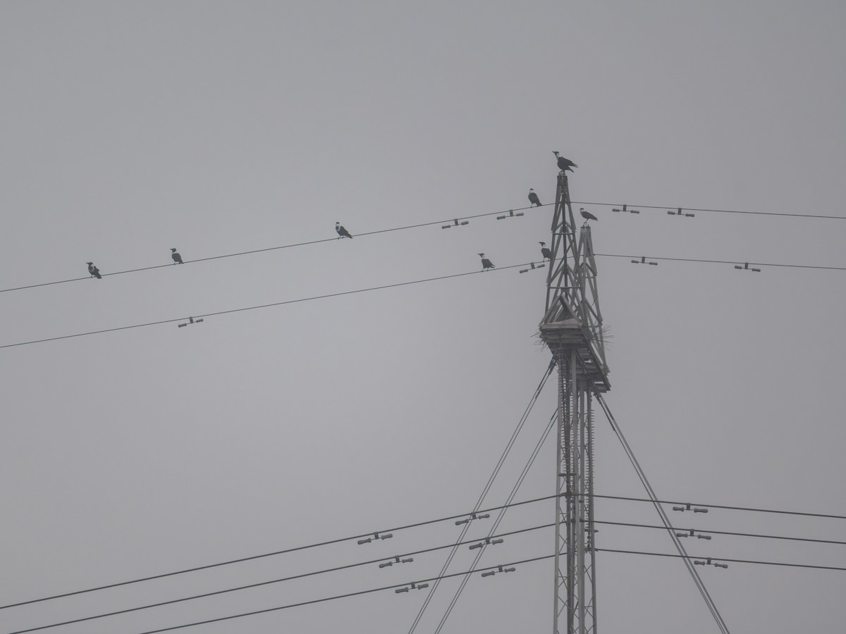 クビワガラス - ML643818010