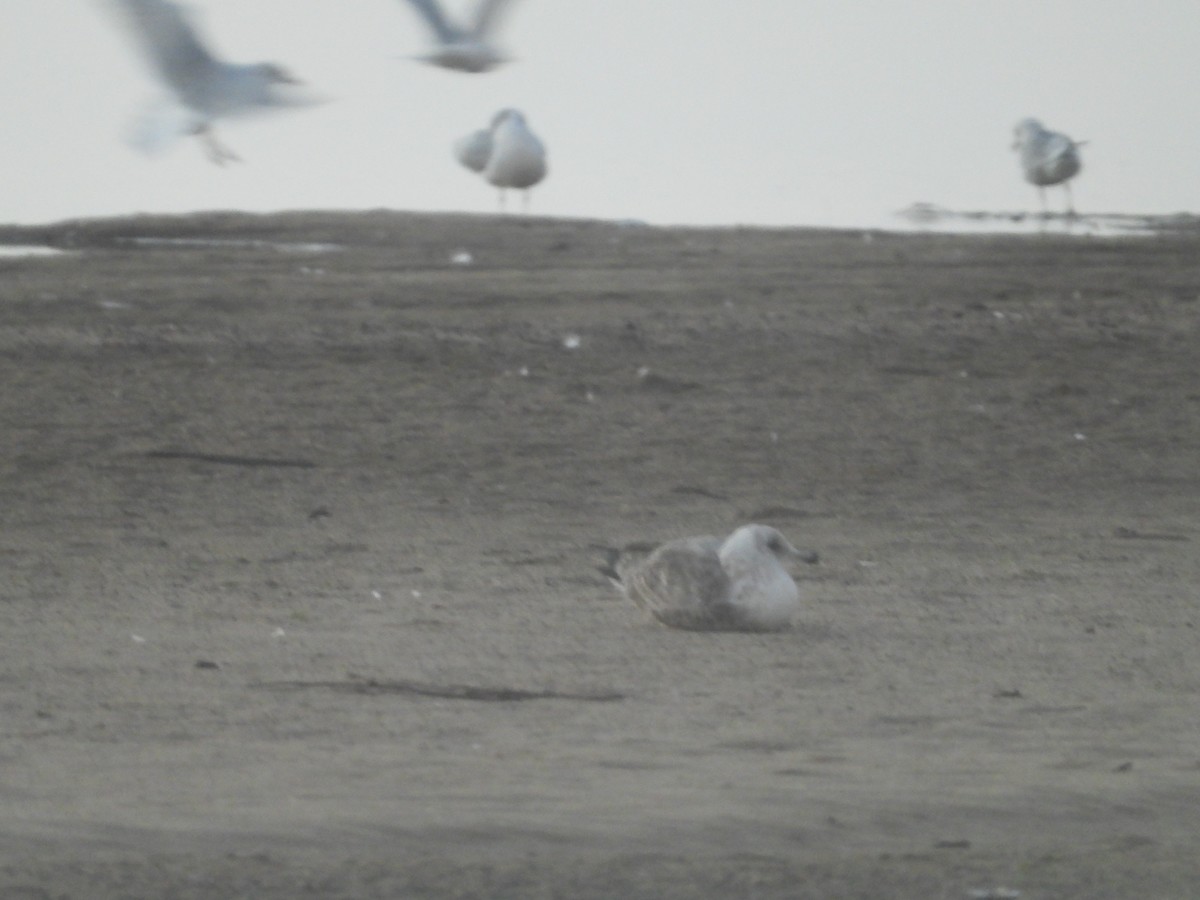 American Herring Gull - ML643818015