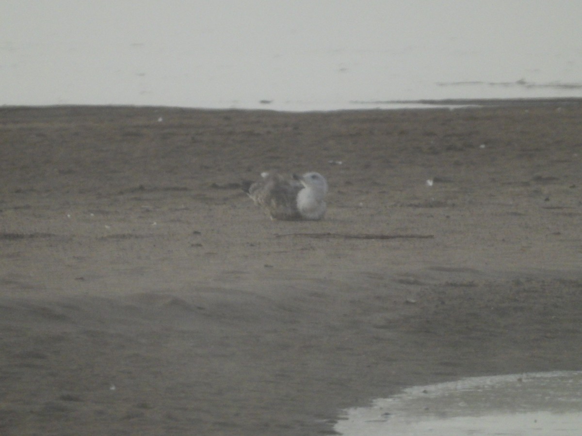 American Herring Gull - ML643818016