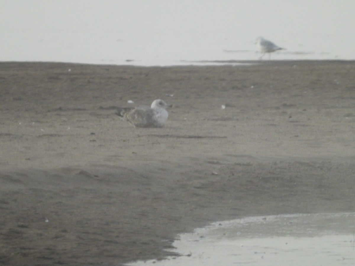 American Herring Gull - ML643818017