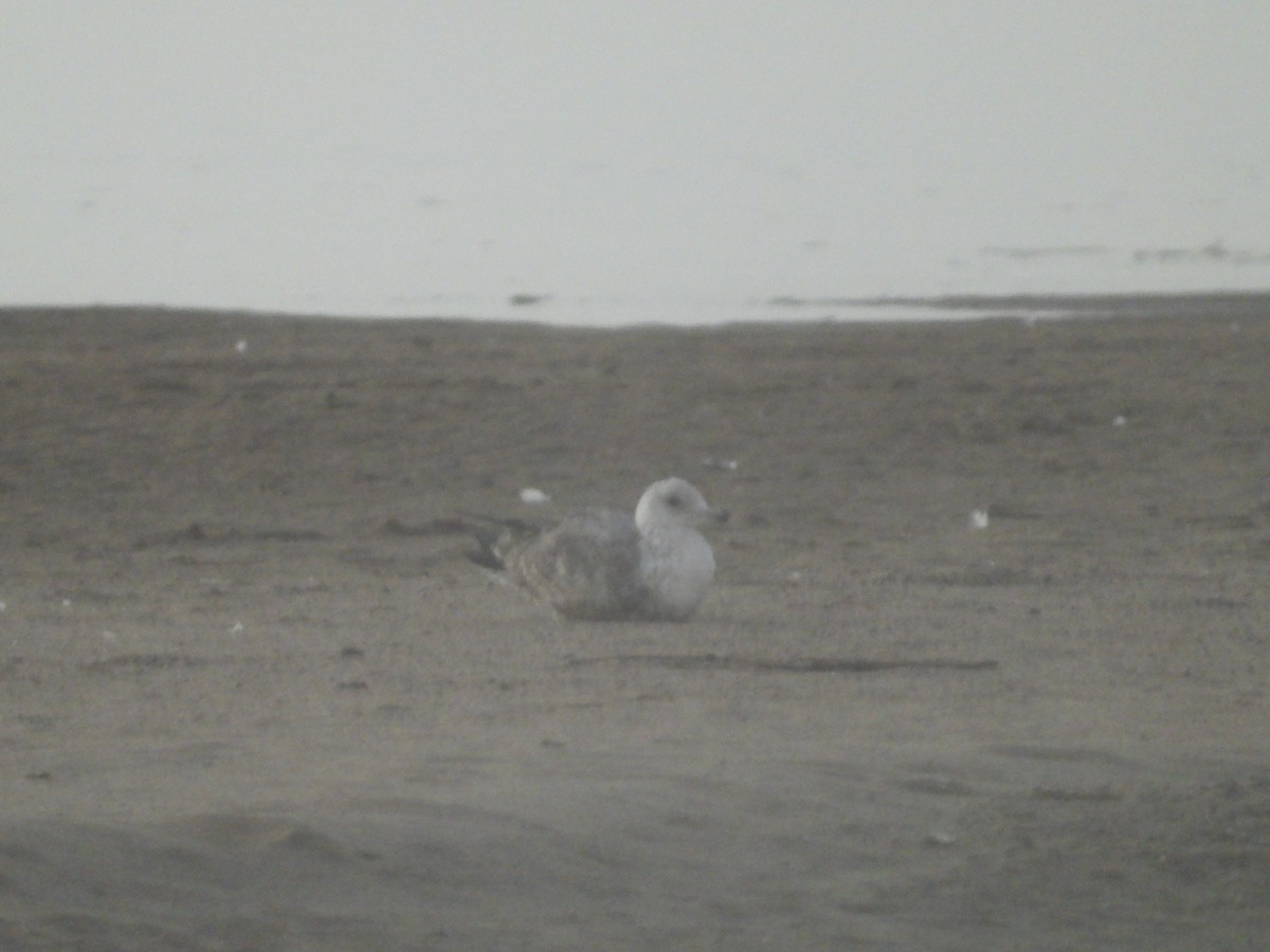 American Herring Gull - ML643818018