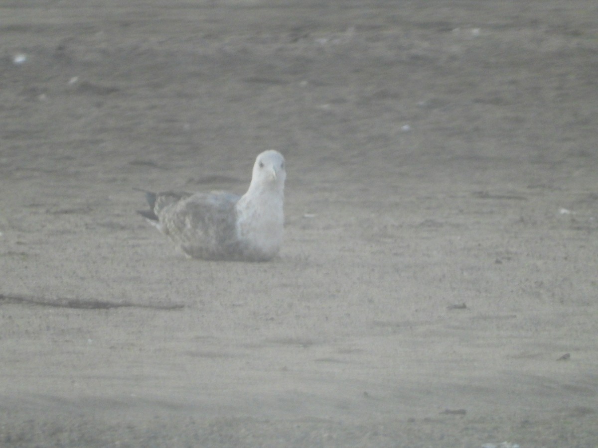 American Herring Gull - ML643818019