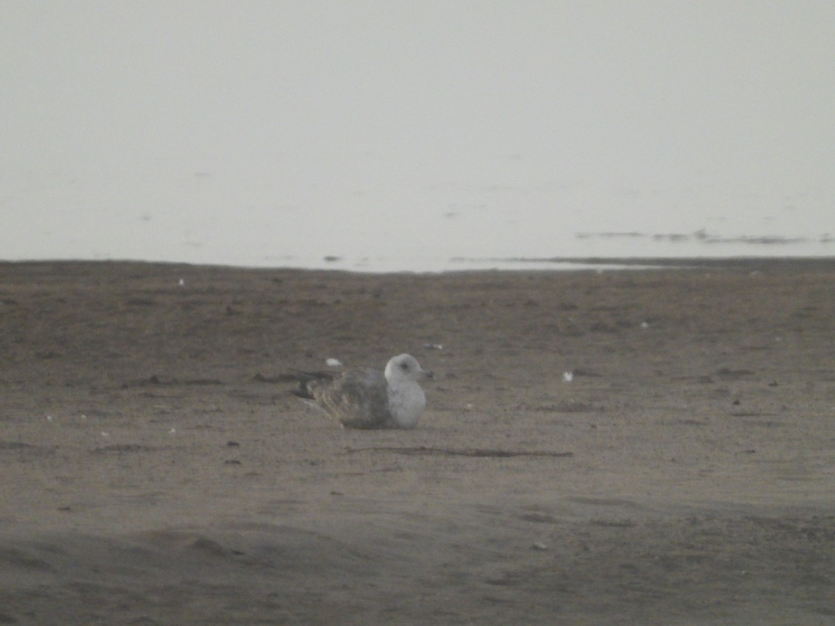 American Herring Gull - ML643818020