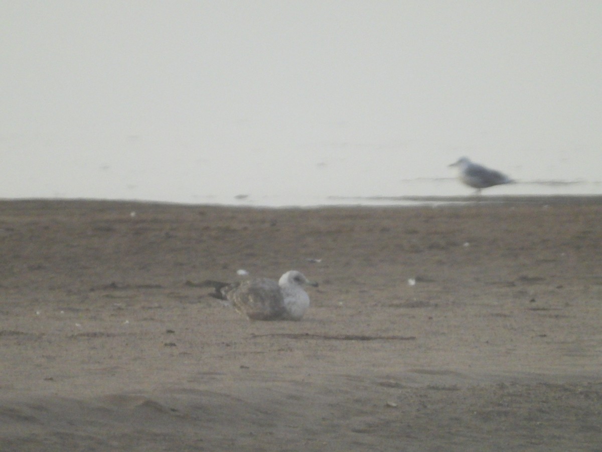 American Herring Gull - ML643818021