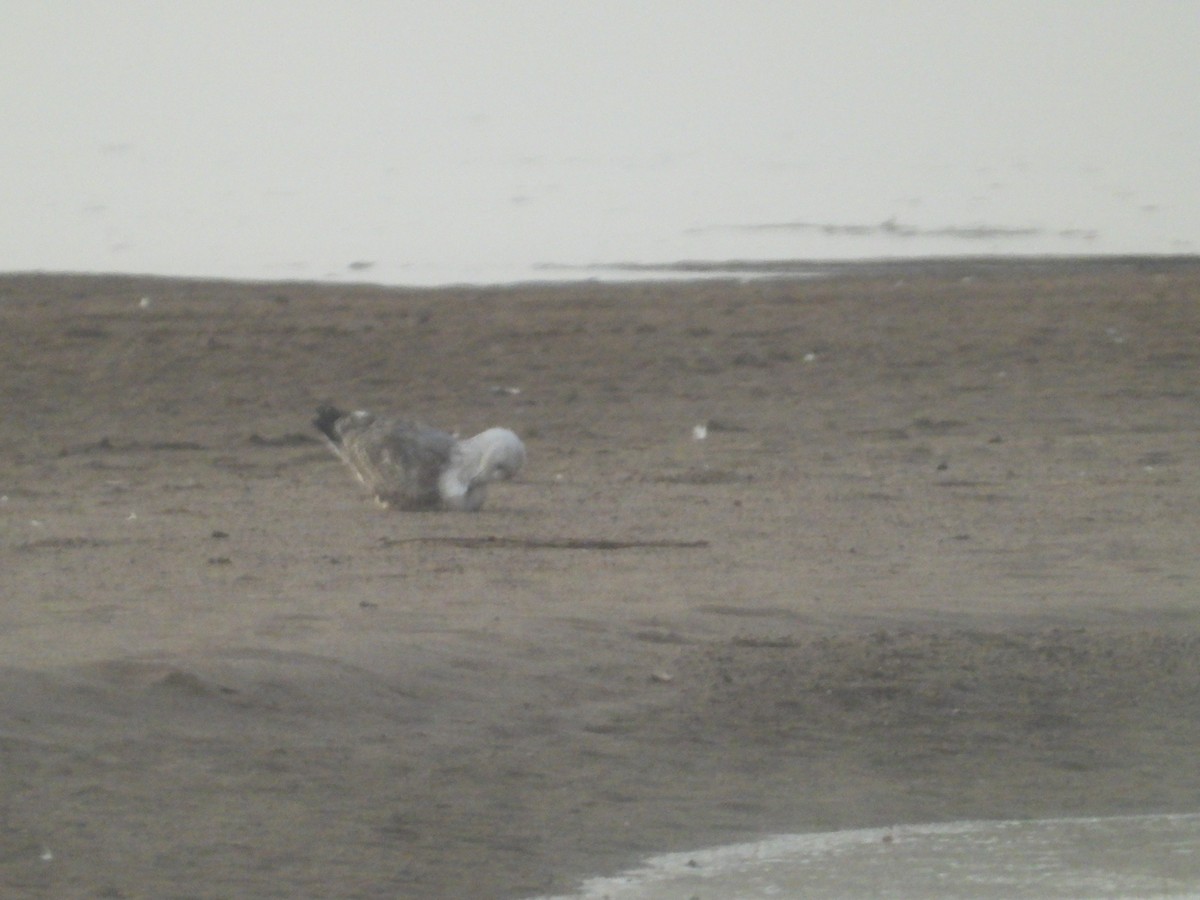 American Herring Gull - ML643818022