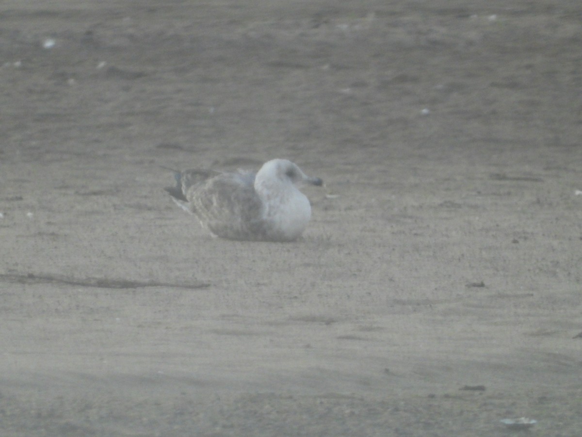 American Herring Gull - ML643818023