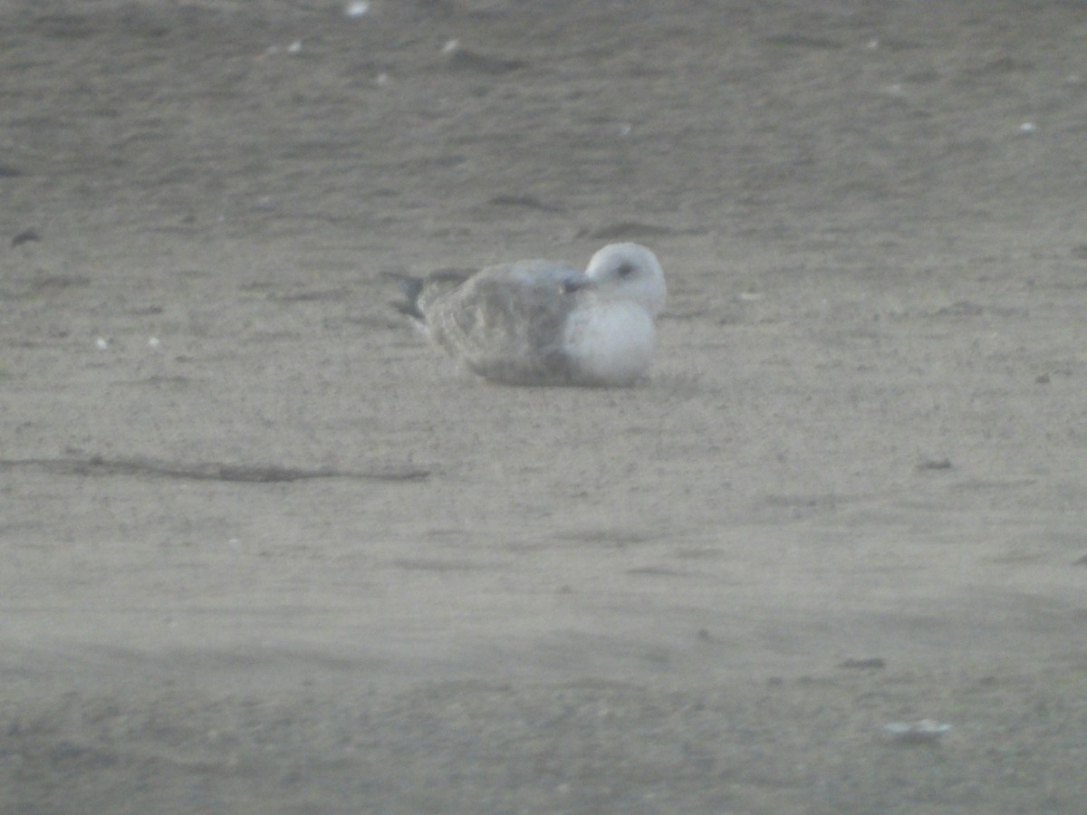 American Herring Gull - ML643818024