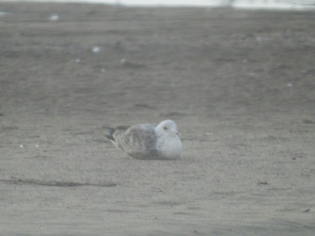 American Herring Gull - ML643818025