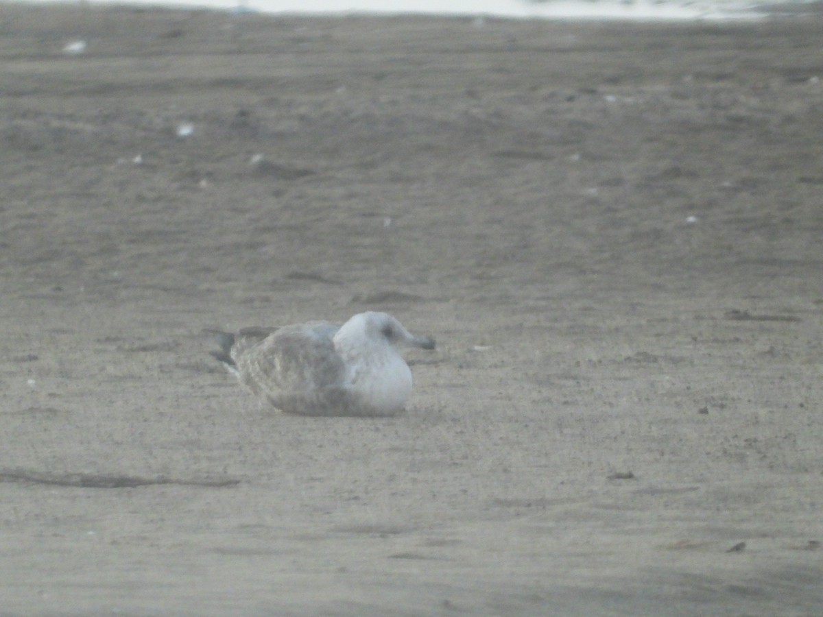 American Herring Gull - ML643818026