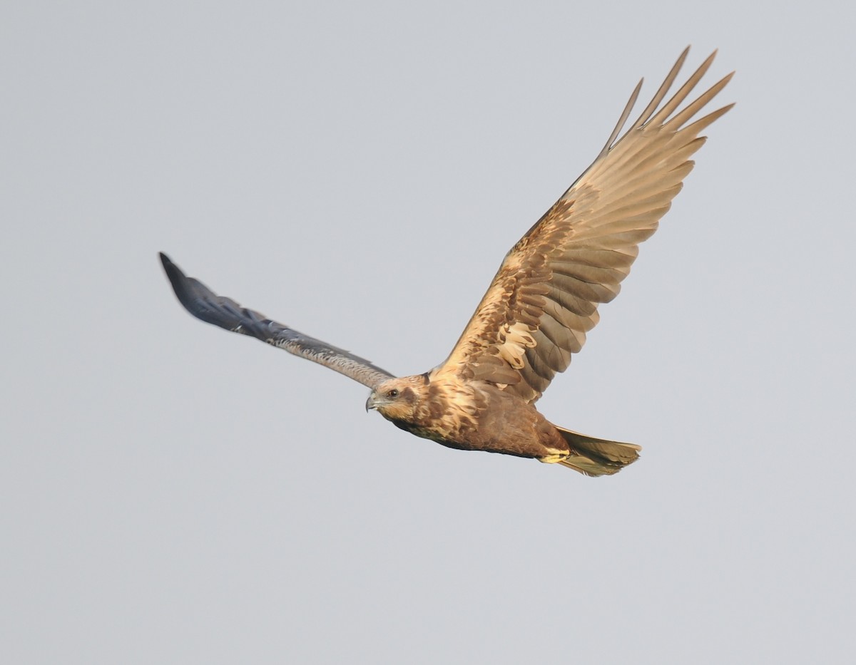 Western Marsh Harrier - ML643818030