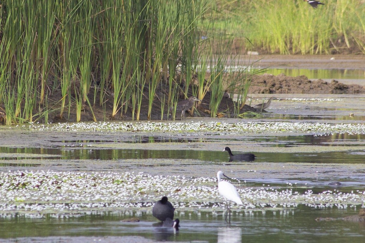 Eurasian Coot - ML643818033