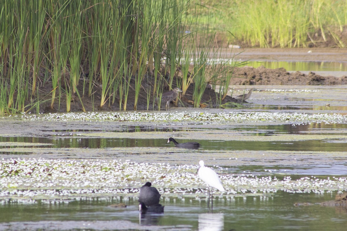 Eurasian Coot - ML643818034
