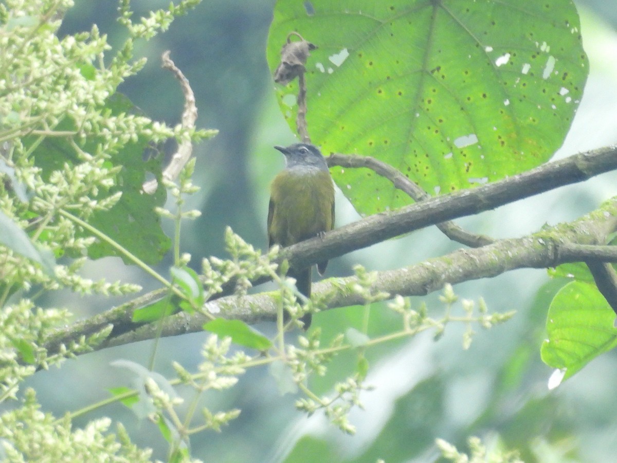 Kikuyu Mountain Greenbul - ML643818036