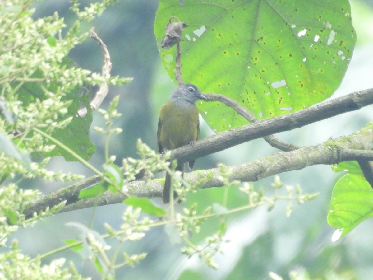 Kikuyu Mountain Greenbul - ML643818037