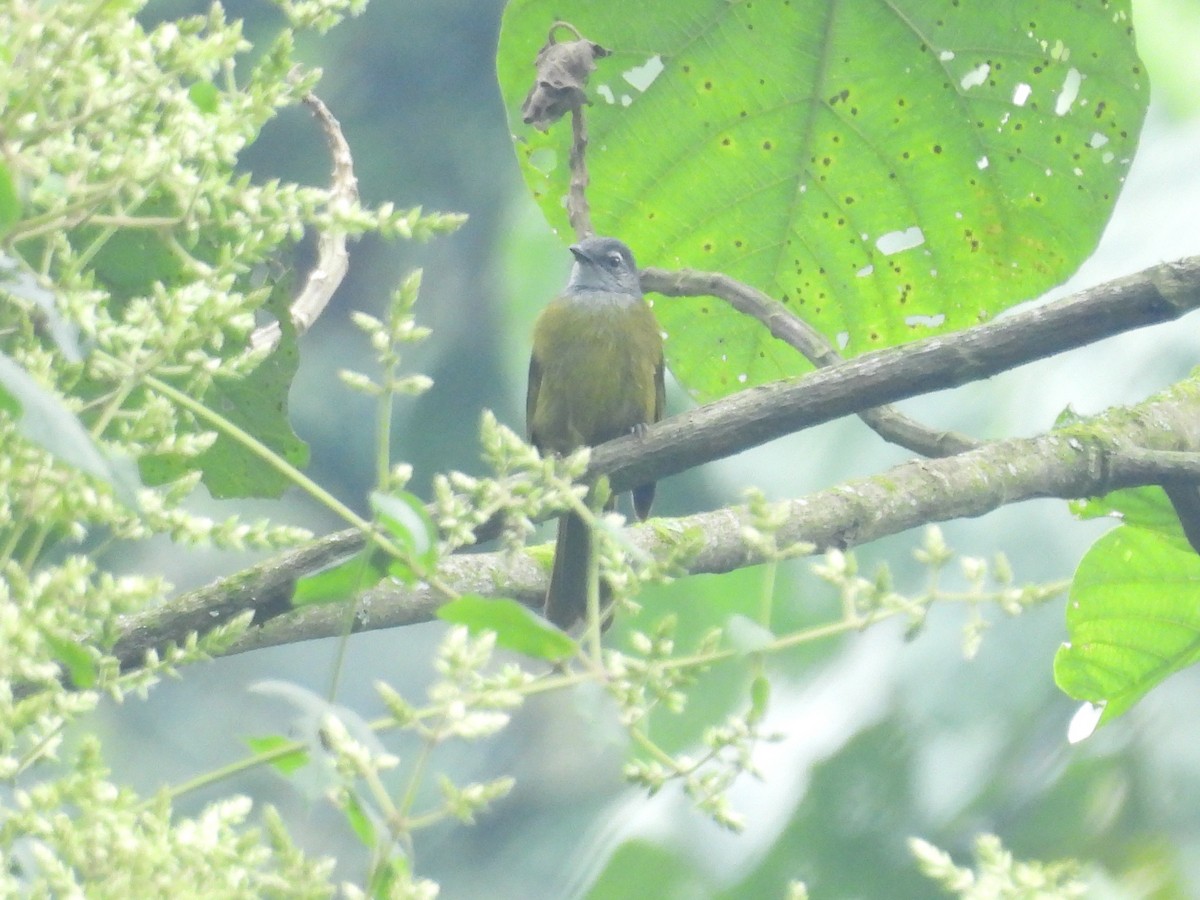 Kikuyu Mountain Greenbul - ML643818038