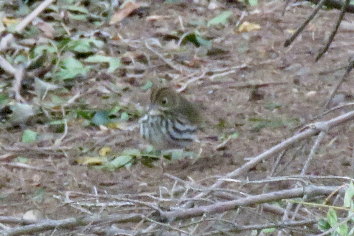 Ovenbird - ML643818048