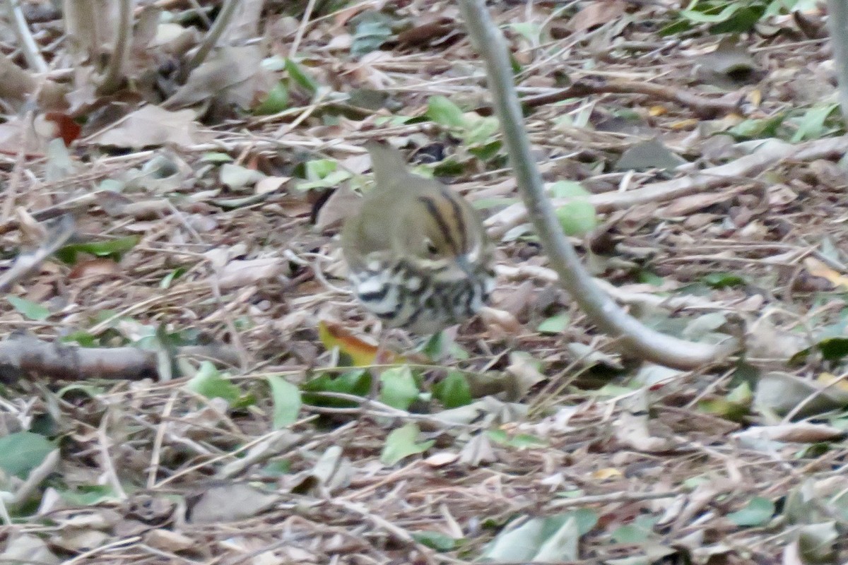 Ovenbird - ML643818049