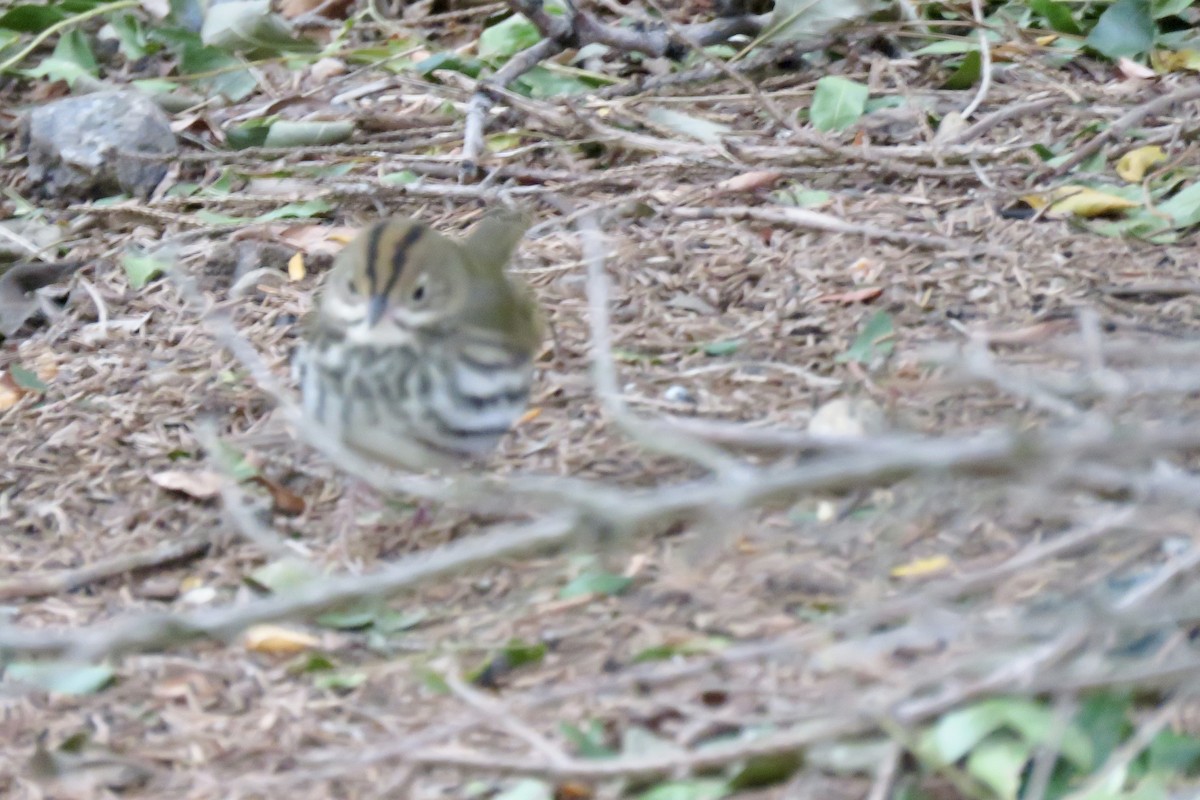 Ovenbird - ML643818050