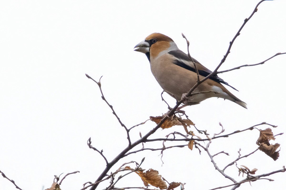 Hawfinch - ML643818052