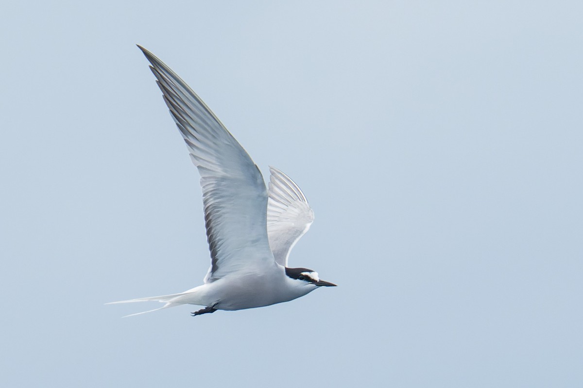 Aleutian Tern - ML643818053