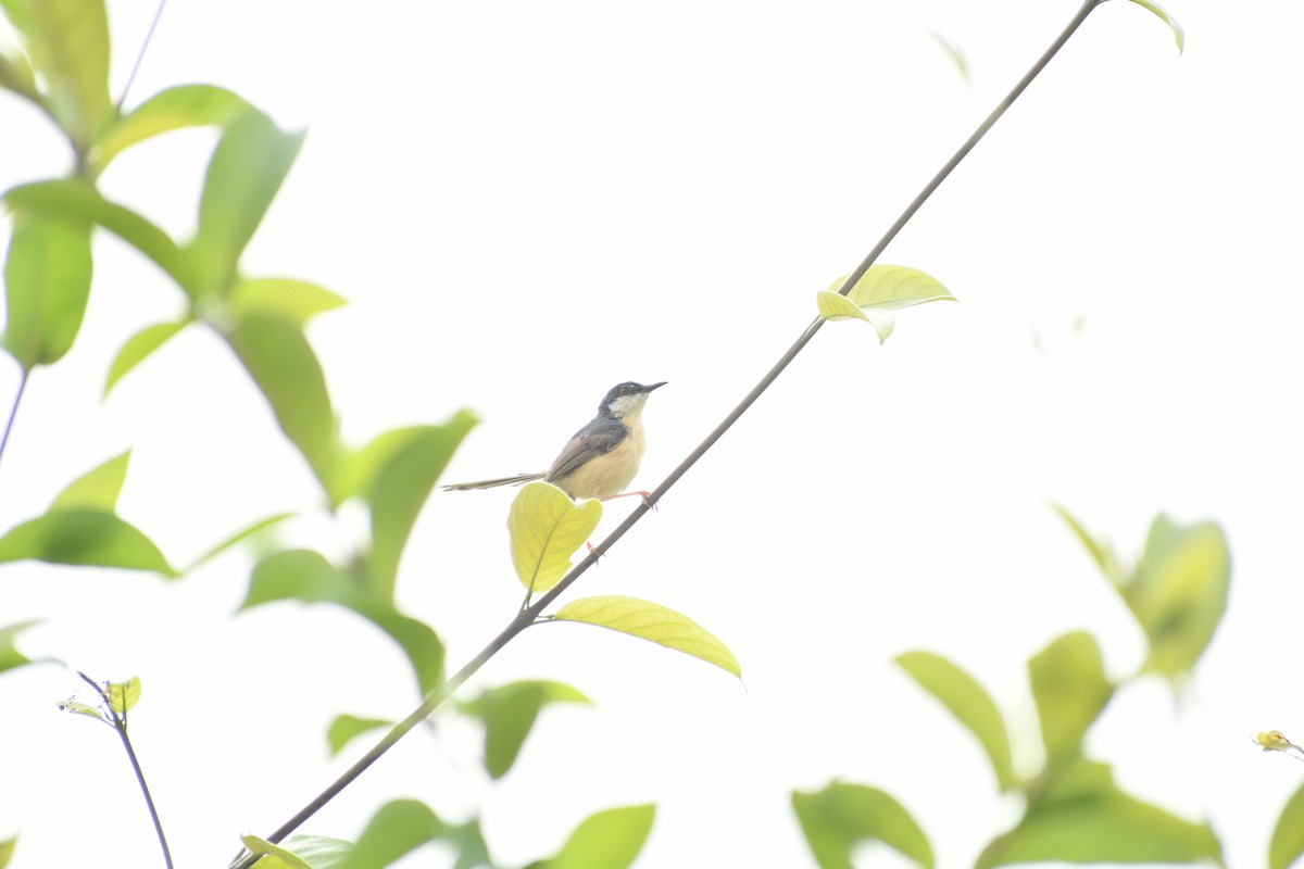 Ashy Prinia - ML643818075