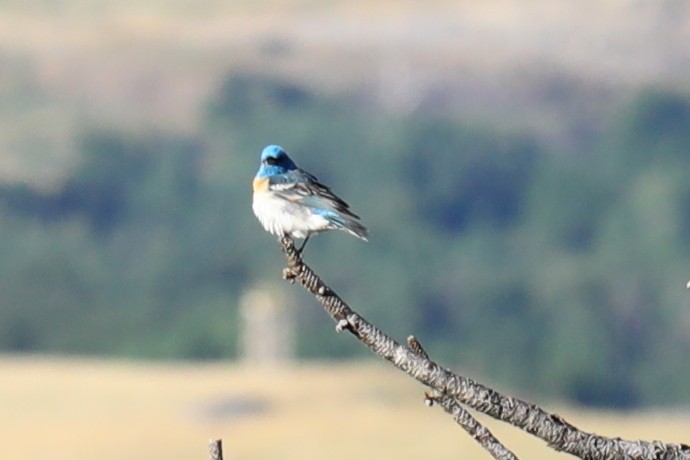 Lazuli Bunting - ML643818087