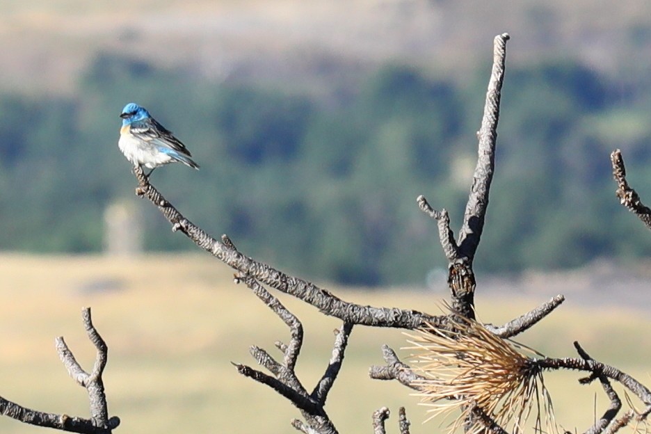 Lazuli Bunting - ML643818088