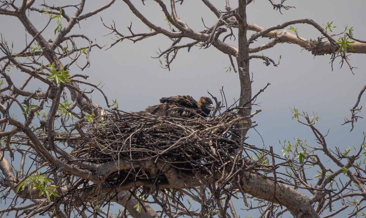Black-breasted Kite - ML643818104