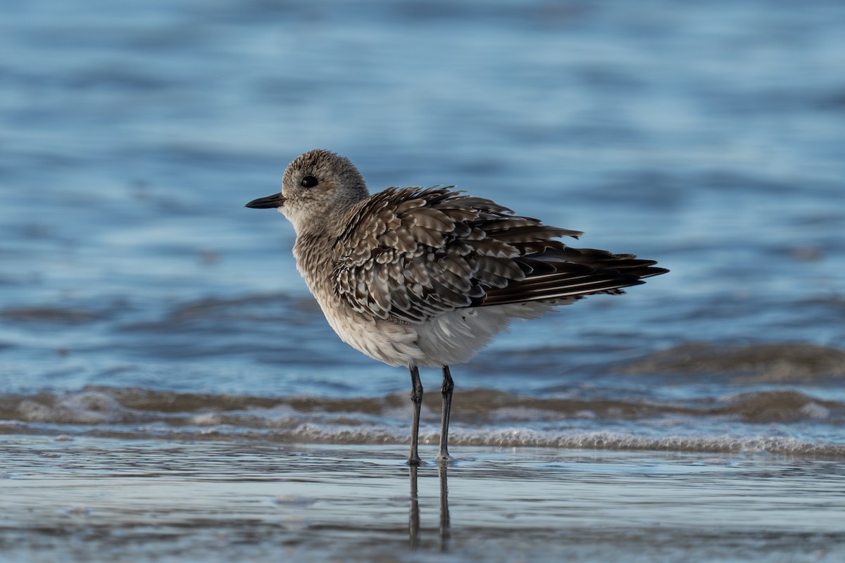 Буурал сүвээ цагаан - ML643818114