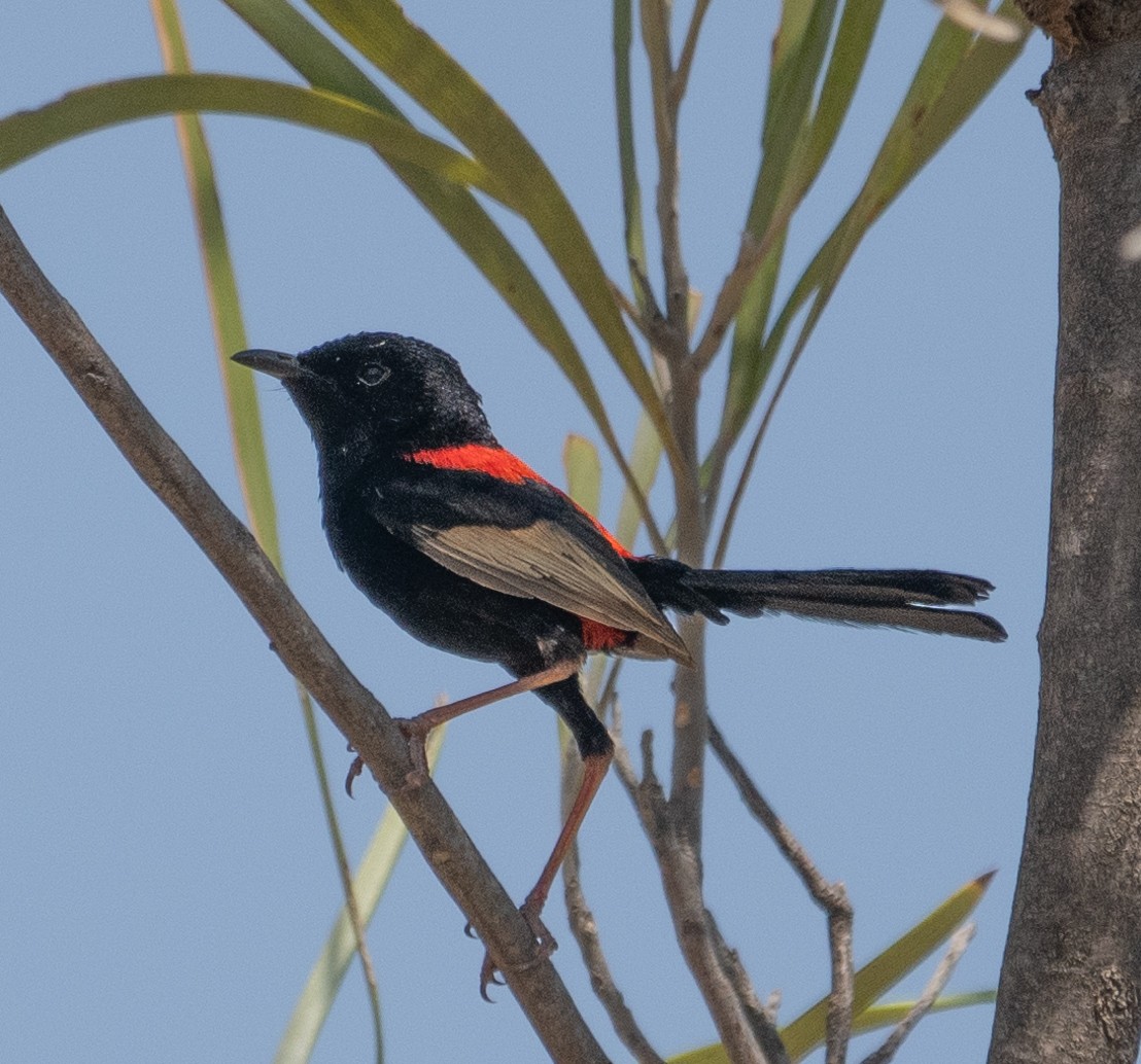 Red-backed Fairywren - ML643818135