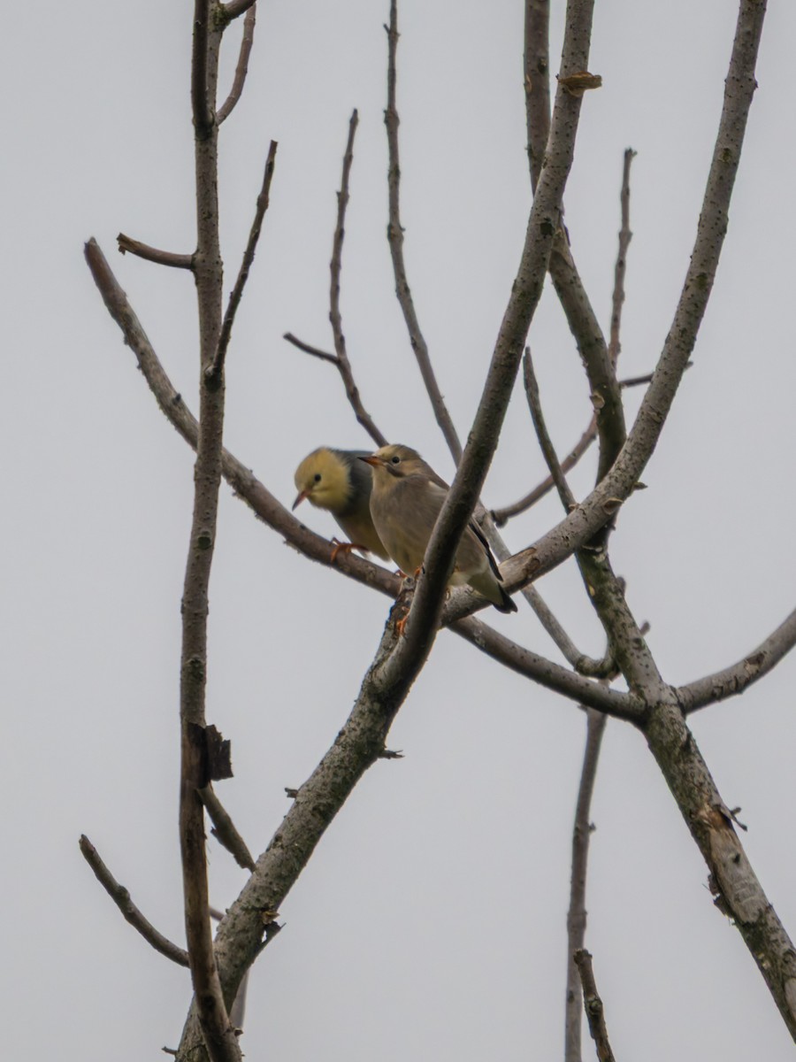 Étourneau soyeux - ML643818154