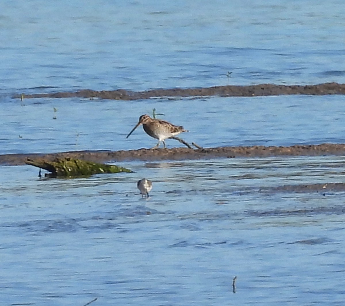 Wilson's Snipe - ML643818158