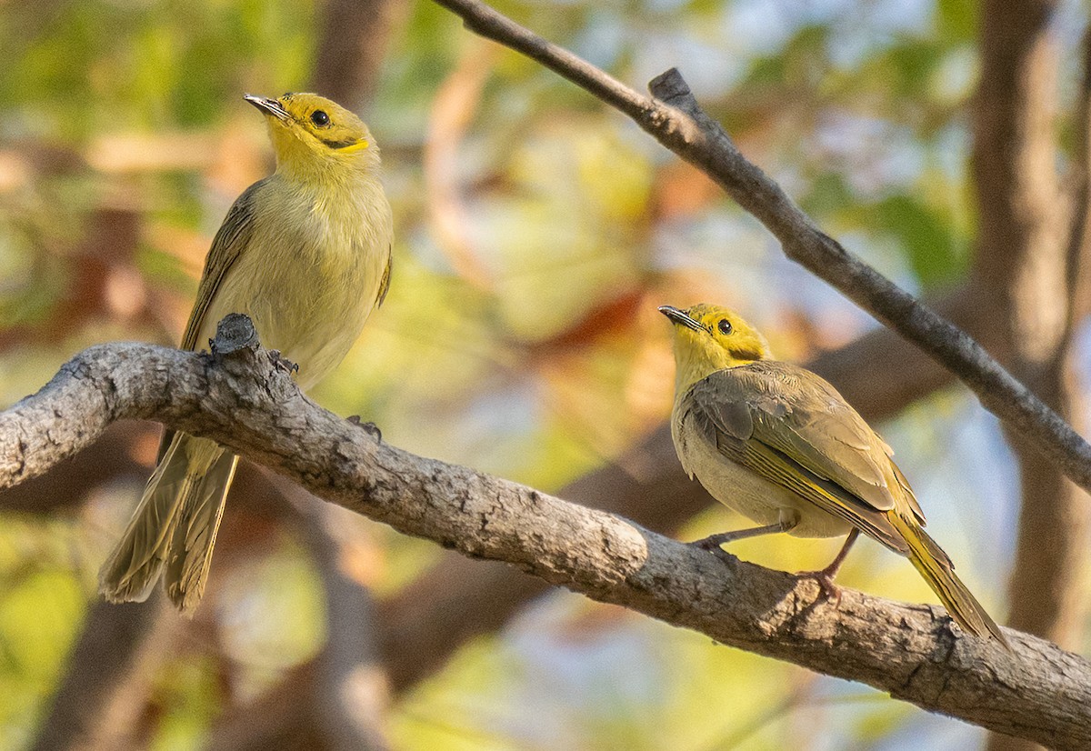 Yellow-tinted Honeyeater - ML643818175