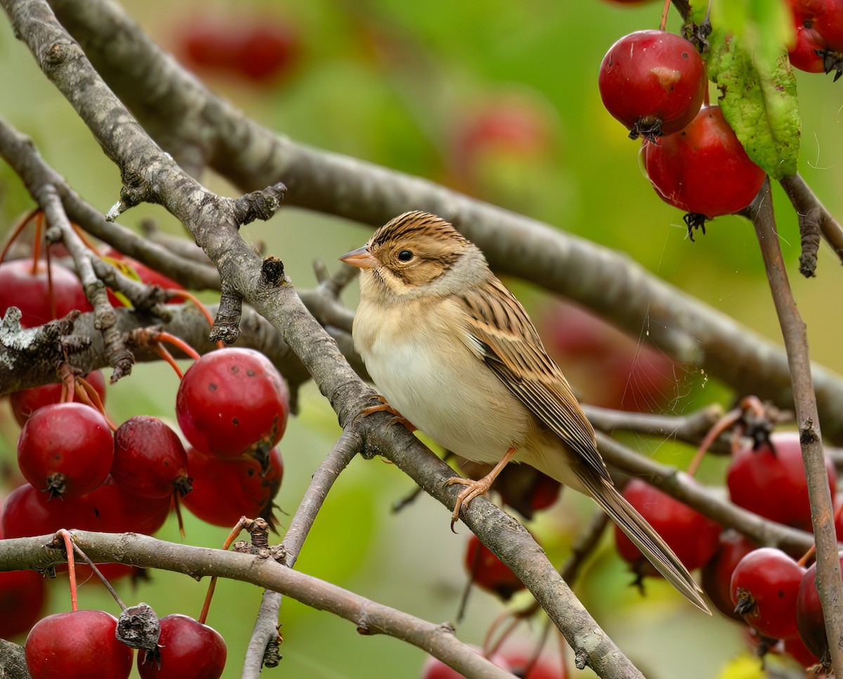 Clay-colored Sparrow - ML643818183