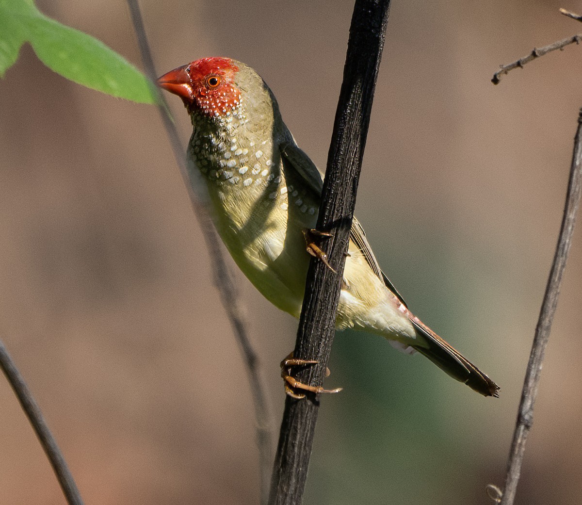 Star Finch - ML643818187