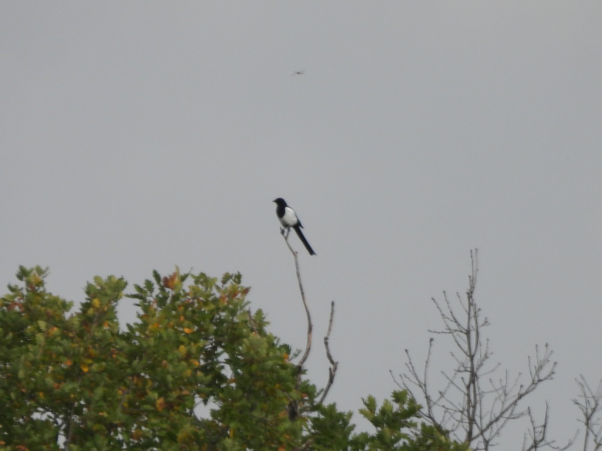 Eurasian Magpie - ML643818195