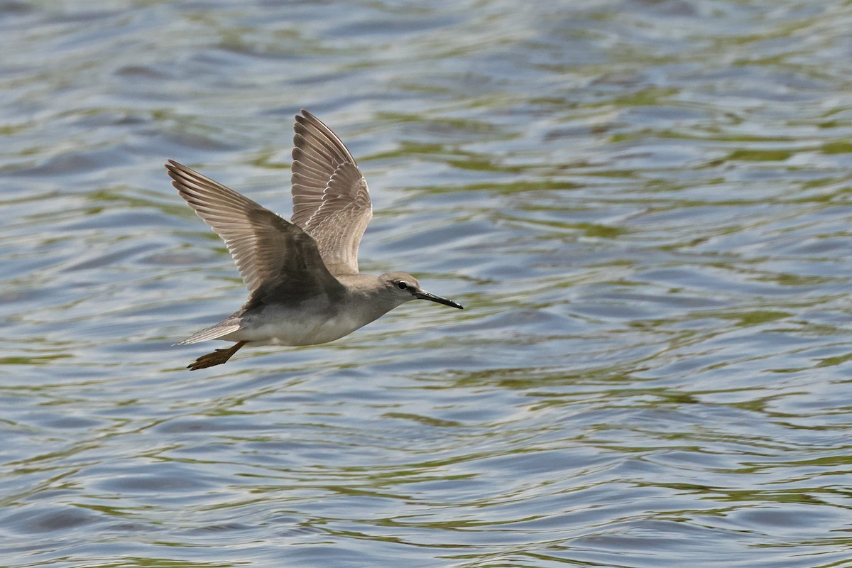 Gray-tailed Tattler - ML643818197