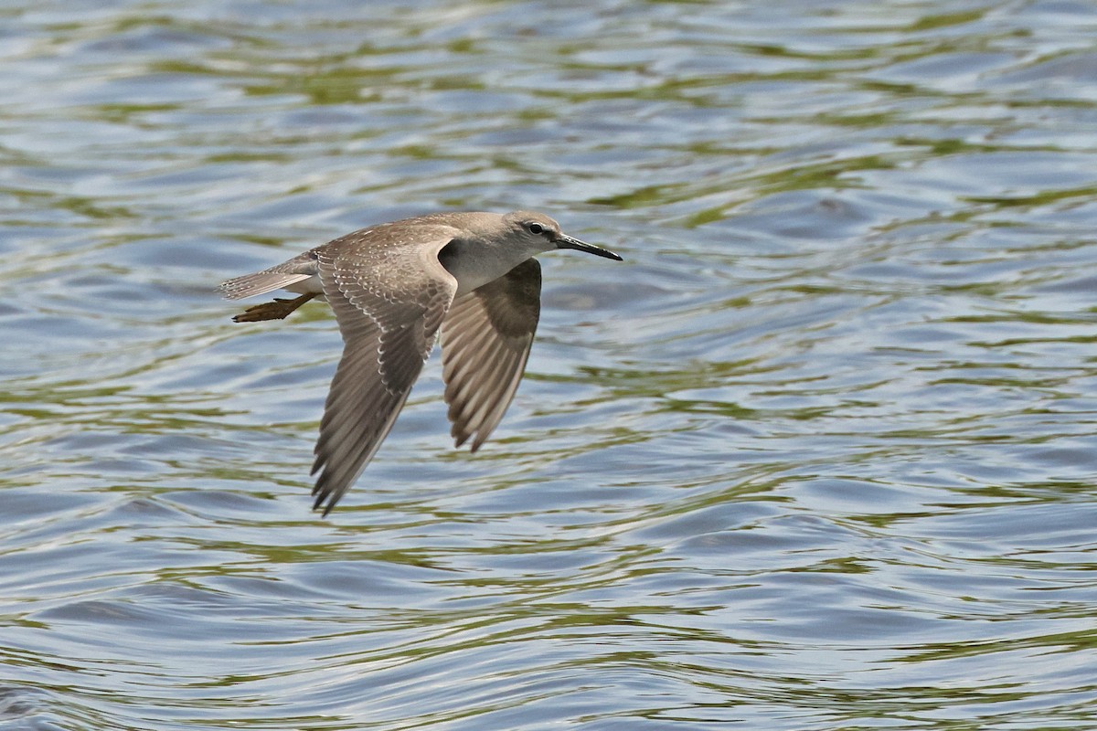 Gray-tailed Tattler - ML643818198