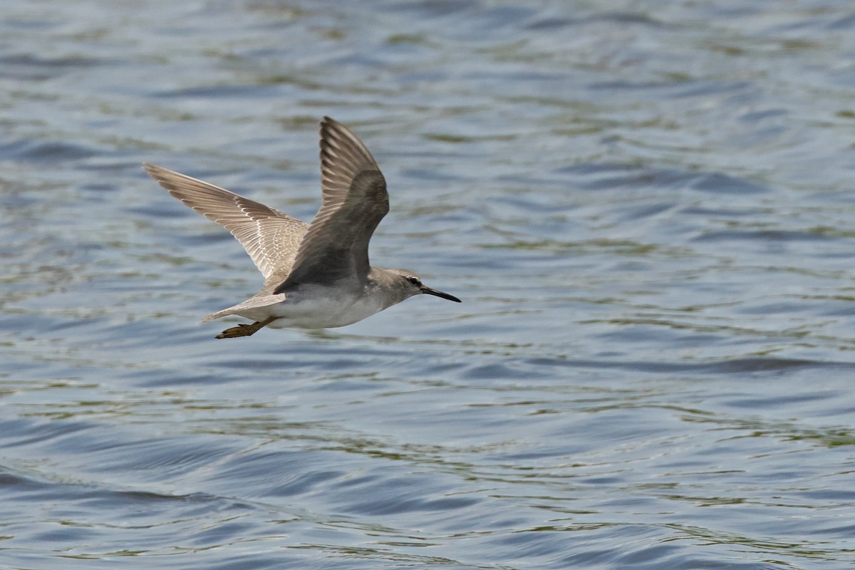 Gray-tailed Tattler - ML643818199