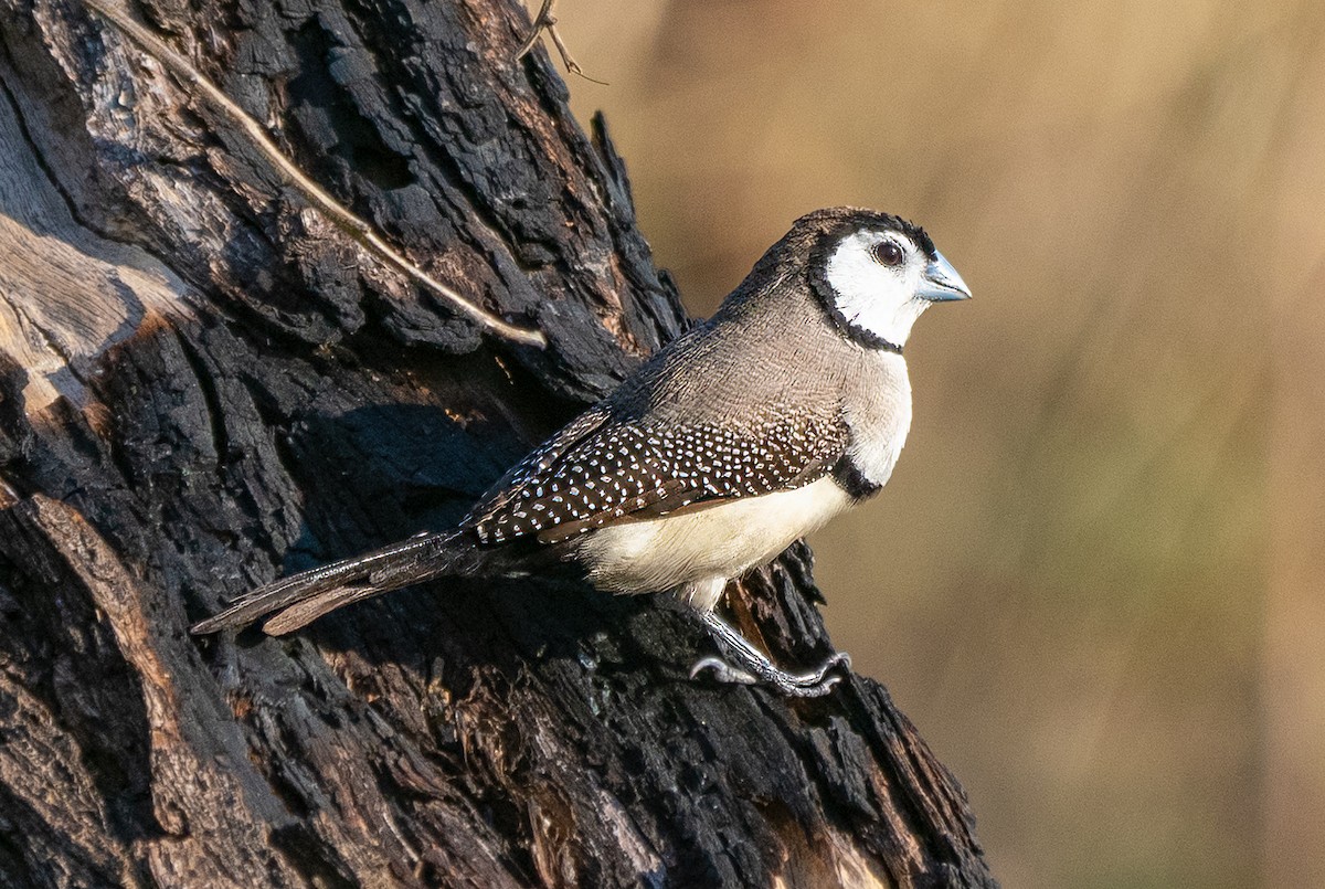 Double-barred Finch - ML643818206