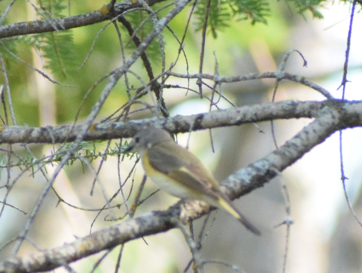American Redstart - ML643818222