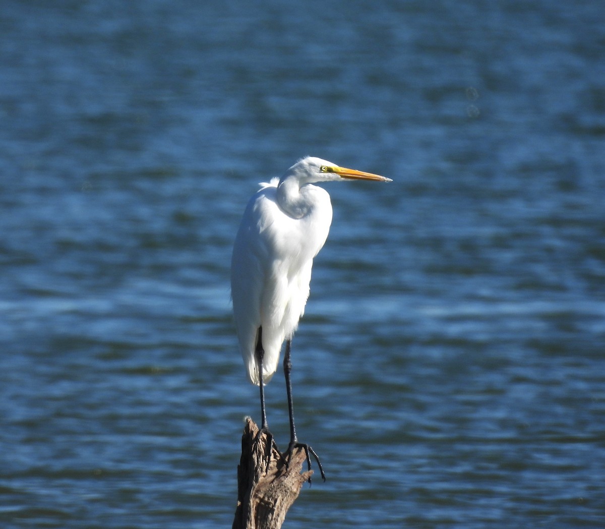 Great Egret - ML643818228