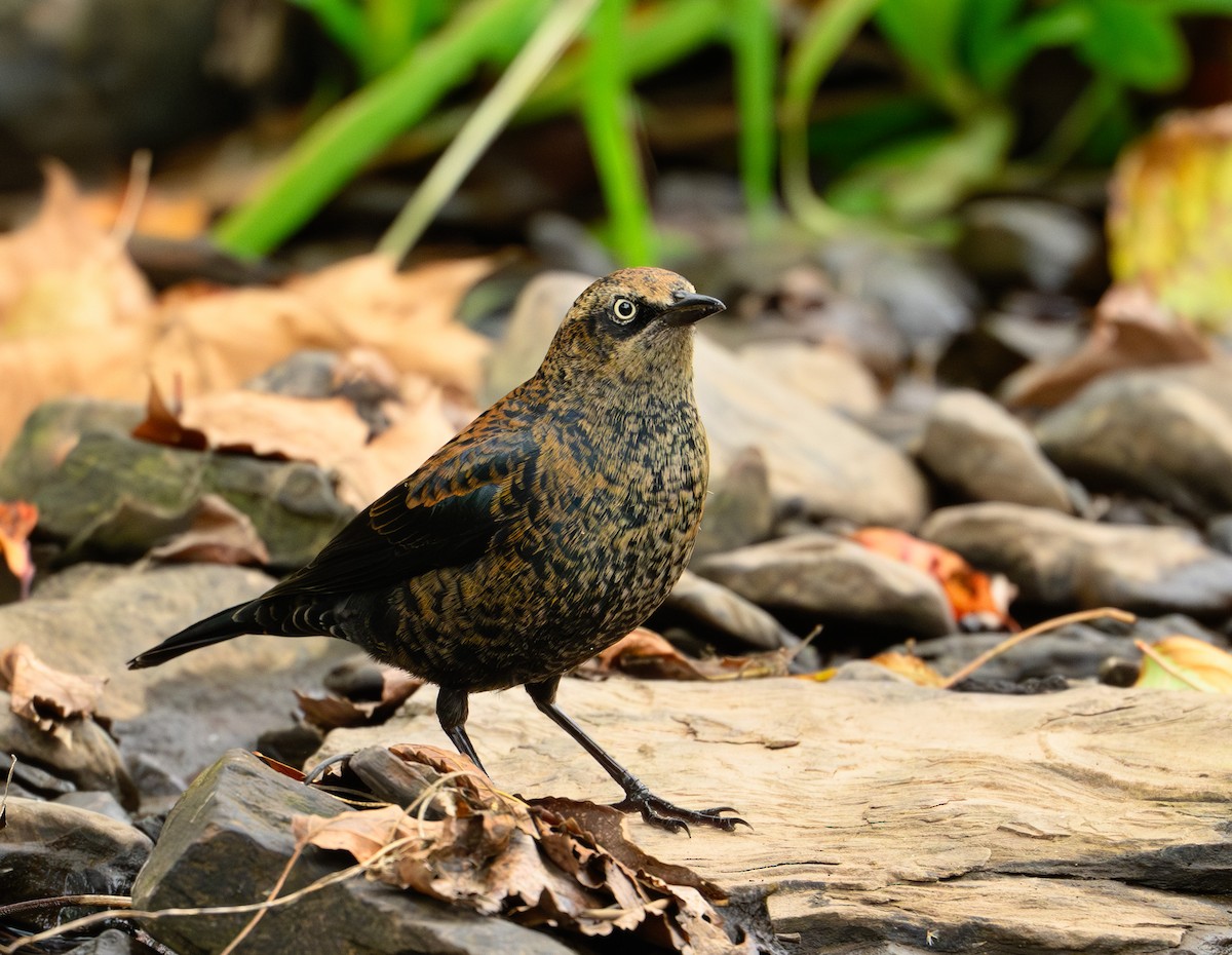 Rusty Blackbird - ML643818231